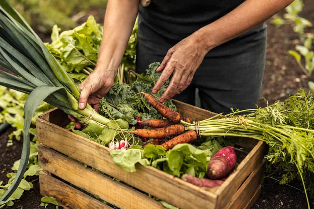 What Are the Benefits of Choosing Local and Seasonal Ingredients?