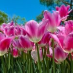 Chelsea Flower Show Tickets are Out: How to Plan Your London Spring Getaway