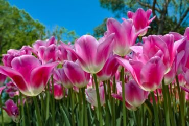 Chelsea Flower Show Tickets are Out: How to Plan Your London Spring Getaway