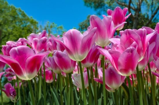 Chelsea Flower Show Tickets are Out: How to Plan Your London Spring Getaway