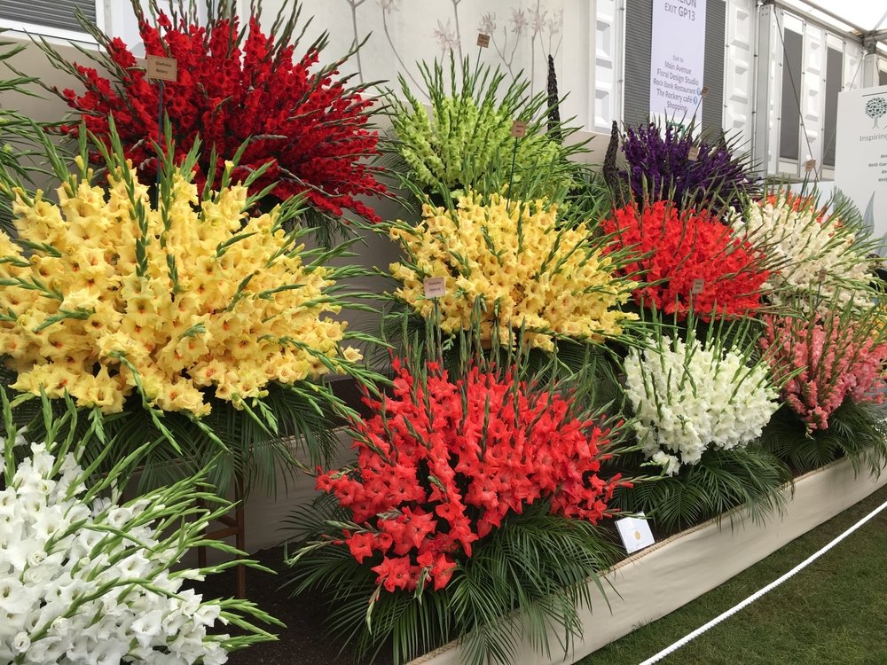 A vibrant display of gladiolus flowers in various colors—red, yellow, green, purple, white, and coral—arranged in large, dramatic fan shapes against a white tent backdrop at a flower show.